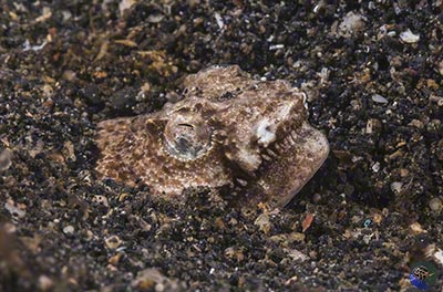 Brachysomophis henshawi