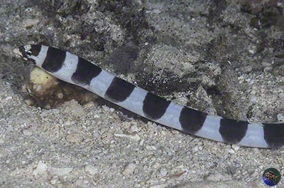 Leiuranus semicinctus