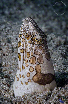 Ophichthus bonaparti