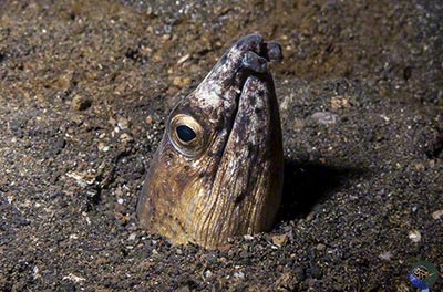 Ophichthus altipennis