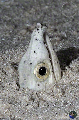 Ophichthys melanochir