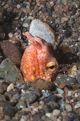 Ophichthus polyophthalmus