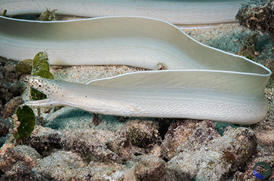  Pseudechidna brummeri