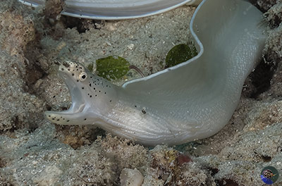 Pseudechidna brummeri