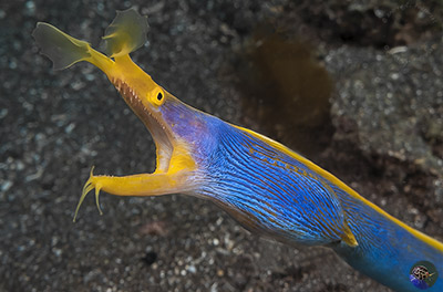 Rhinomuraena quaesita - male