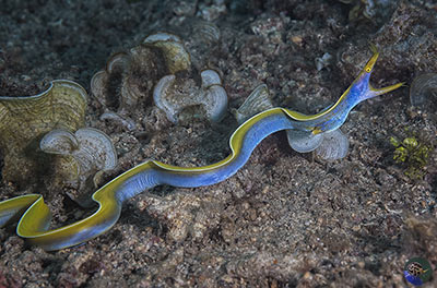 Rhinomuraena quaesita - male