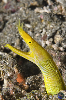 Rhinomuraena quaesita - female