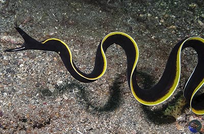 Rhinomuraena quaesita - juvenile