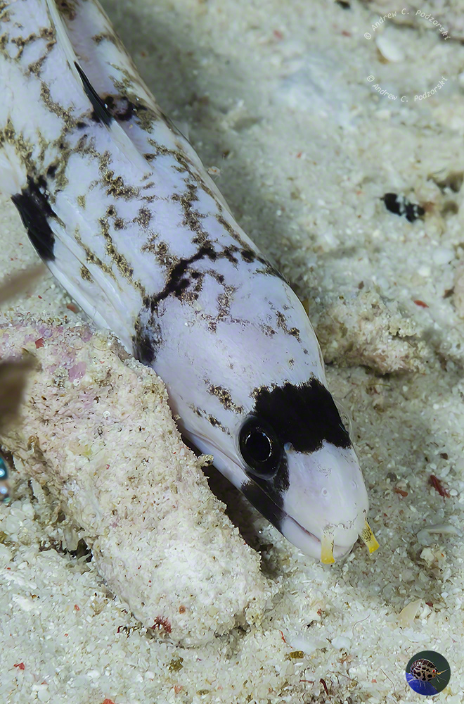 Gymnothorax cf. enigmaticus - juvenile