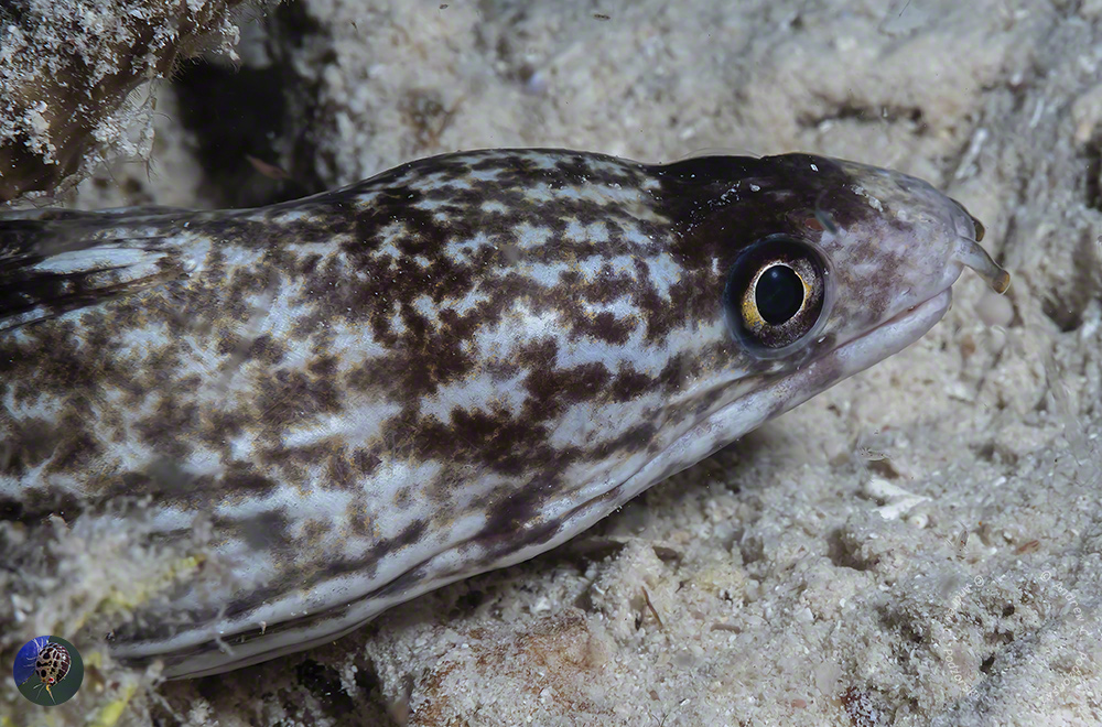 Gymnothorax cf. davidsmithi