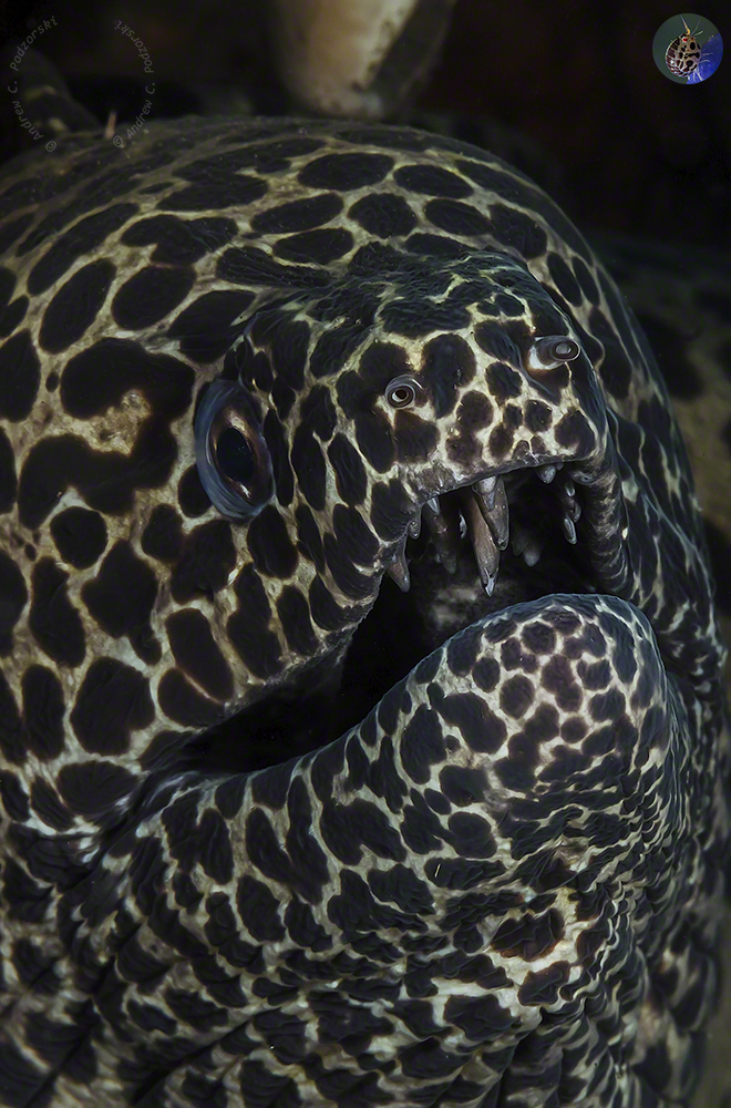 Gymnothorax favagineus