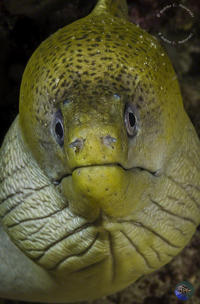 Gymnothorax fimbriatus