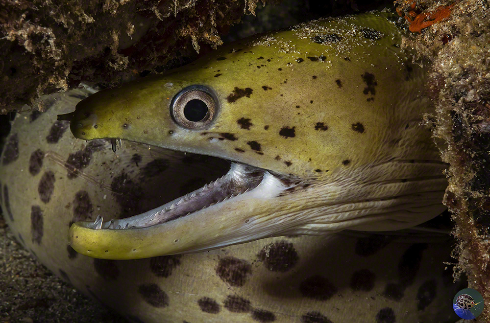 Gymnothorax fimbriatus