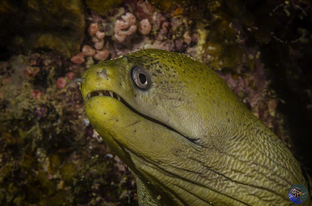 Gymnothorax fimbriatus