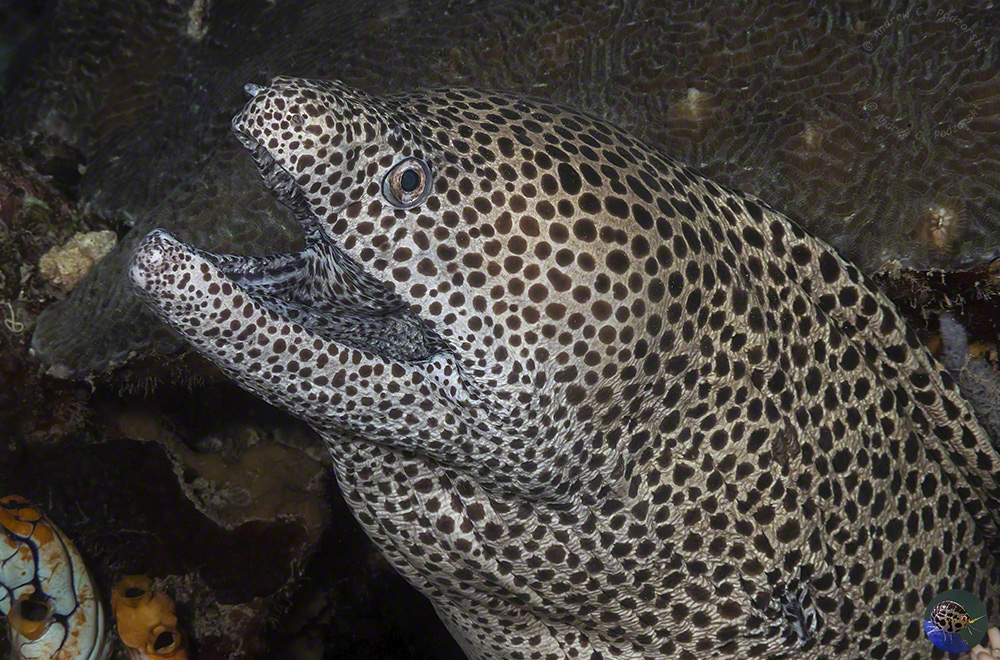 Gymnothorax isingteena