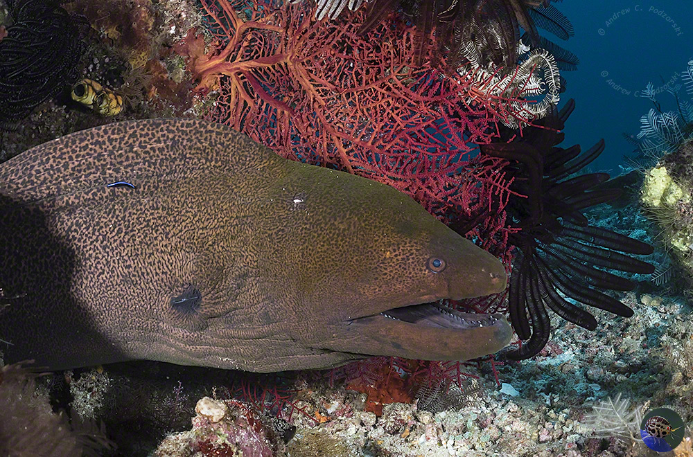  Gymnothorax javanicus