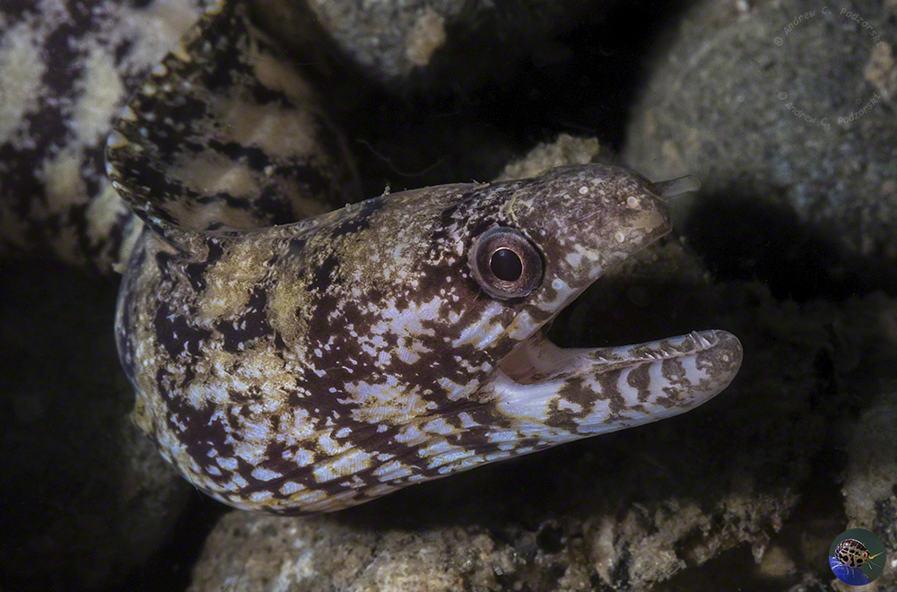 Gymnothora paucivertebralis