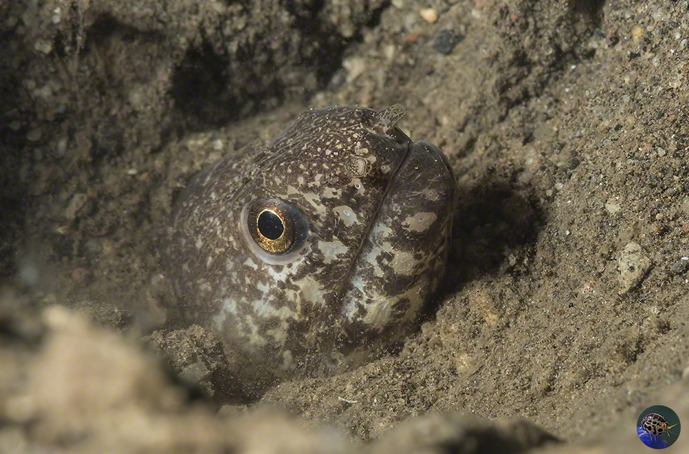 Gymnothora paucivertebralis