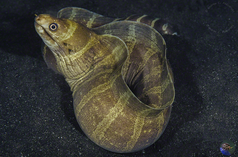 Gymnothorax rueppelliae