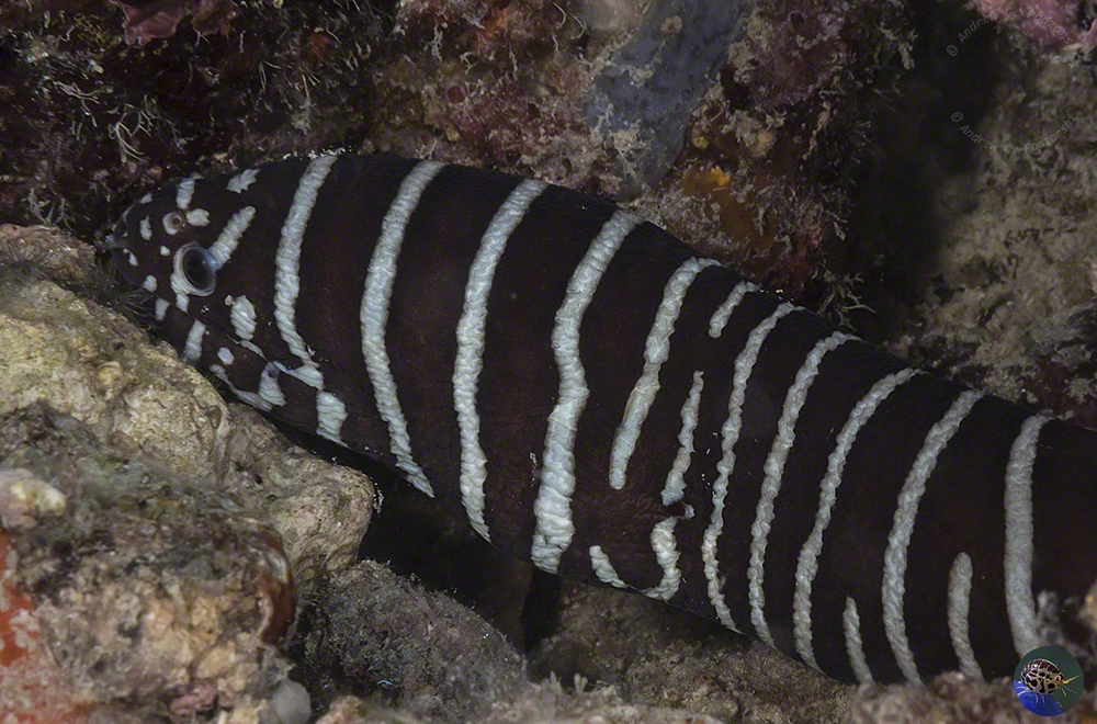 Gymnomuraena zebra