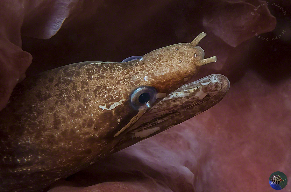 Gymnothorax zonipectis