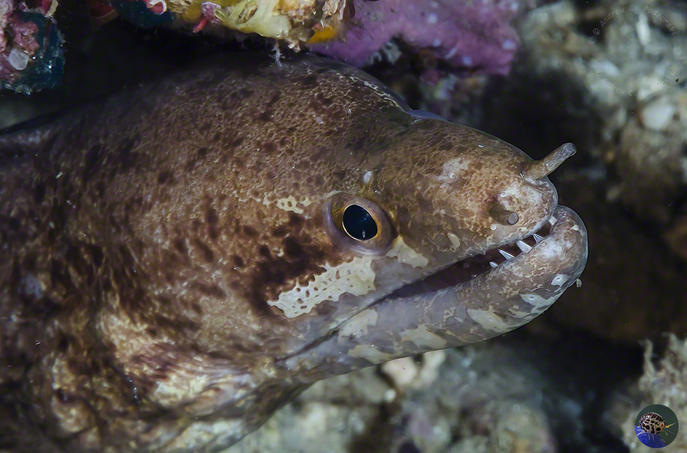 Gymnothorax zonipectis