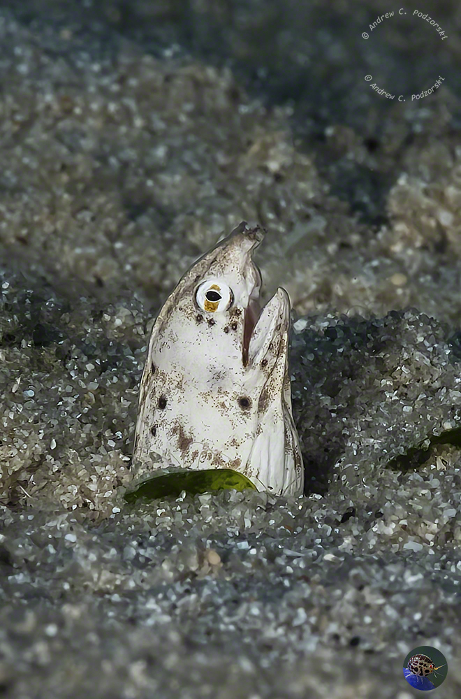 Callechelys catostomus