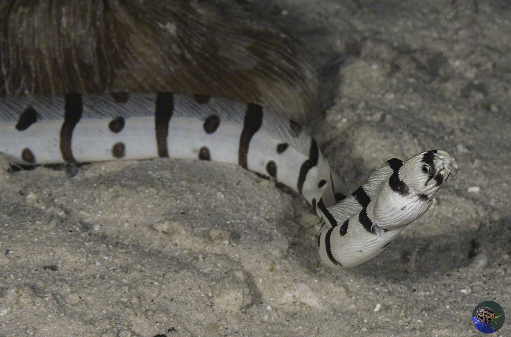 Myrichthys colubrinus