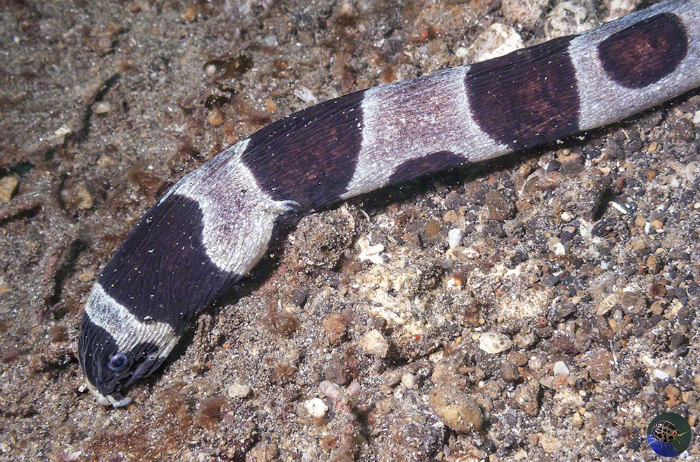 Myrichthys colubrinus