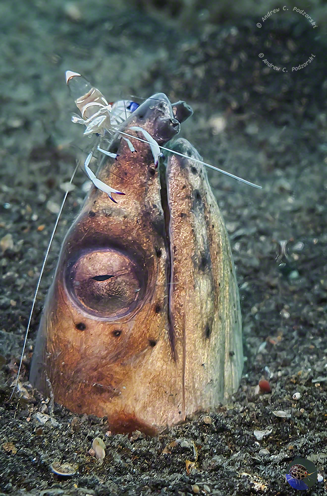 Ophichthus altipennis