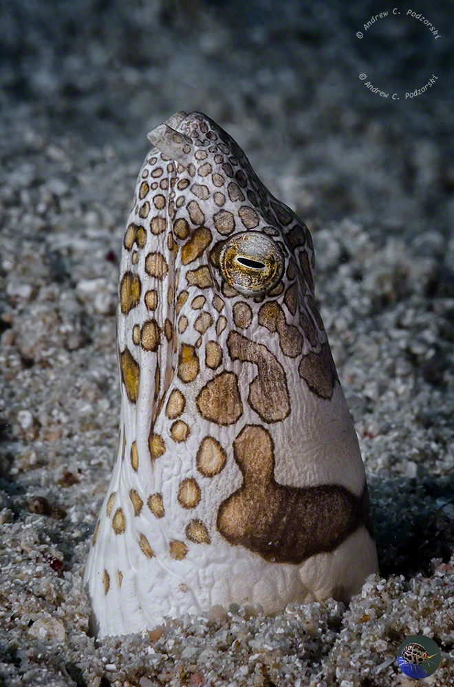 Ophichthus bonaparti