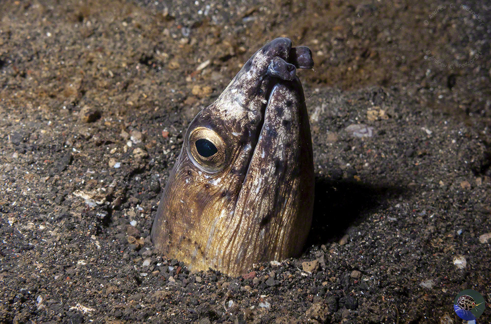 Ophichthus altipennis