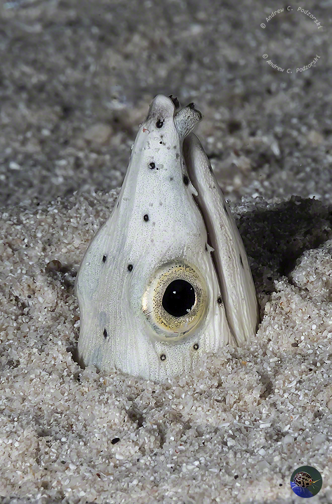 Ophichthys melanochir