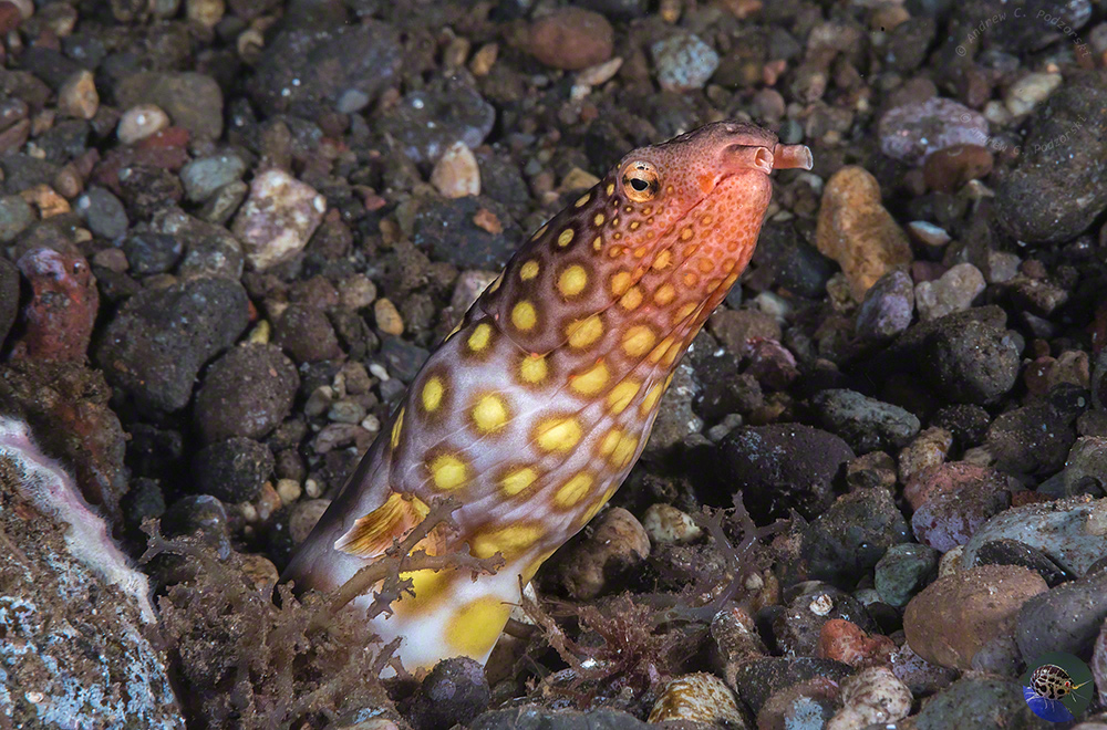 Ophichthus polyophthalmus