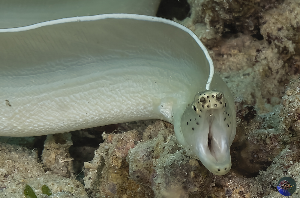 large-fish-moray-ribbon-03-Pseudechidna-brummeri.jpg
