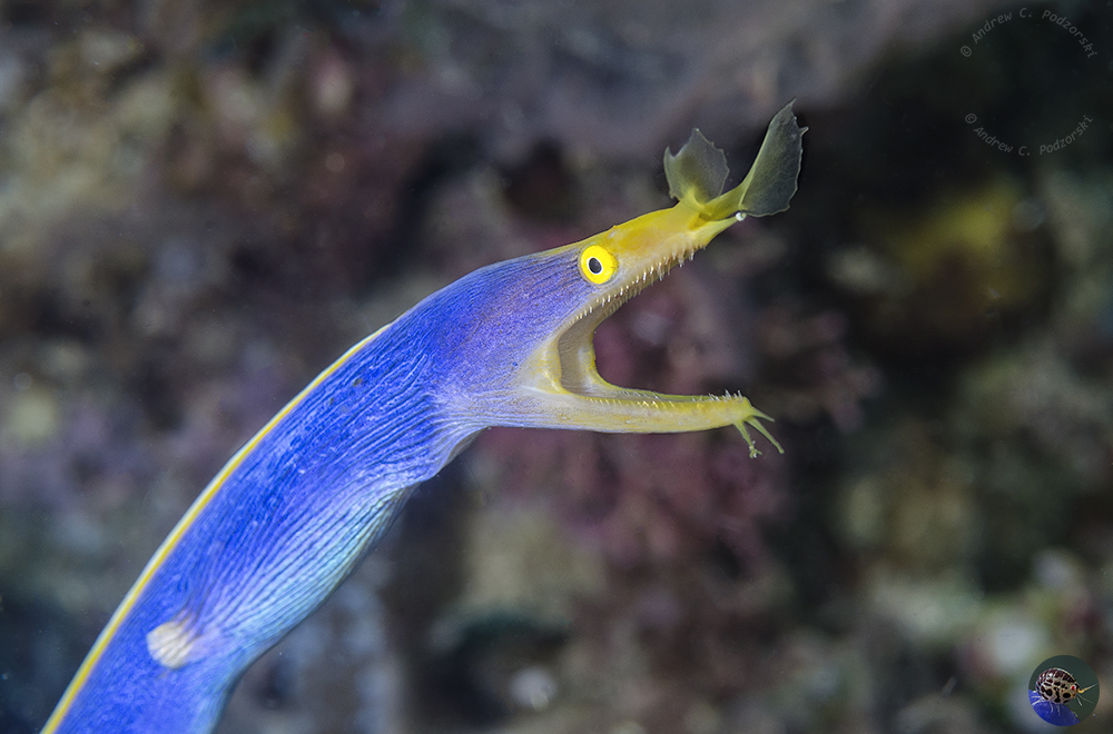 Rhinomuraena quaesita - male