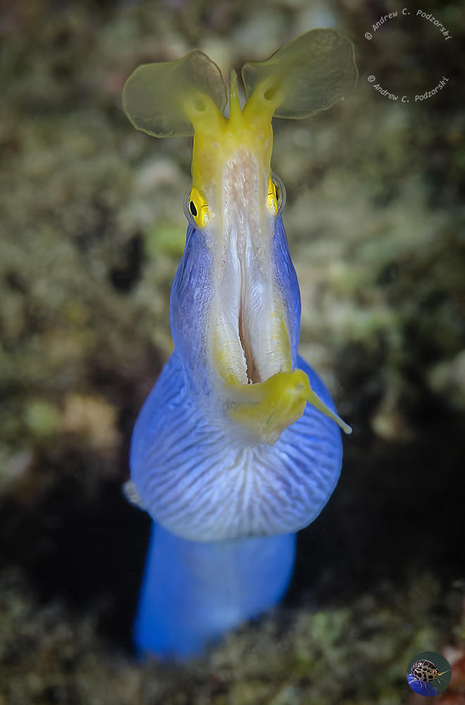 Rhinomuraena quaesita - male