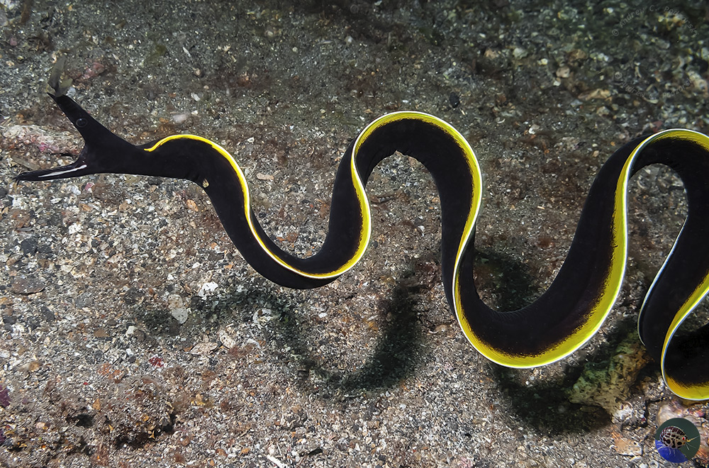 Rhinomuraena quaesita - juvenile