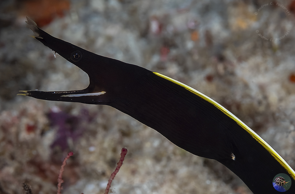 Rhinomuraena quaesita - juvenile