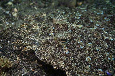 ngyrosopon grandisquama