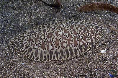 Liachirus melanospilos