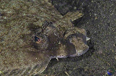 Pseudorhombus dupliciocellatus