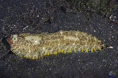 Soleichthys sp.