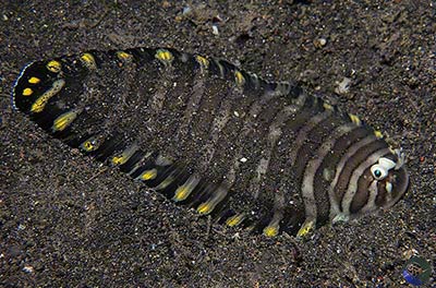 Soleichthys sp.
