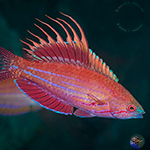 Wrasse