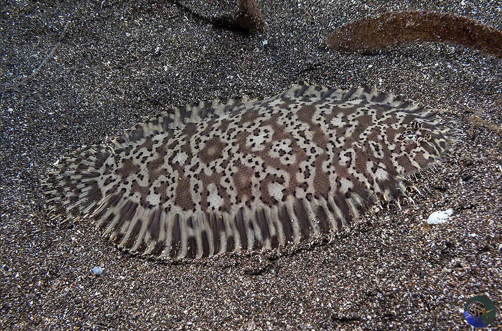 Liachirus melanospilos