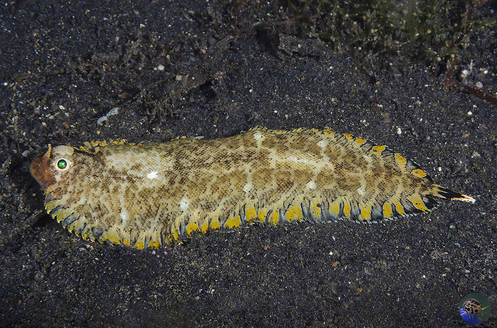 Soleichthys sp.