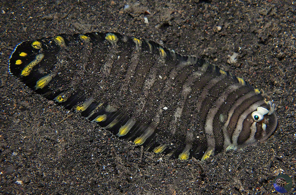 Soleichthys sp.