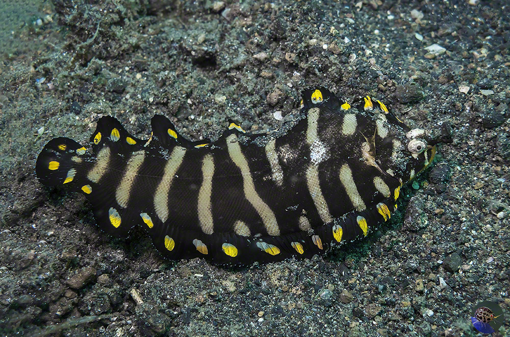 Soleichthys sp.