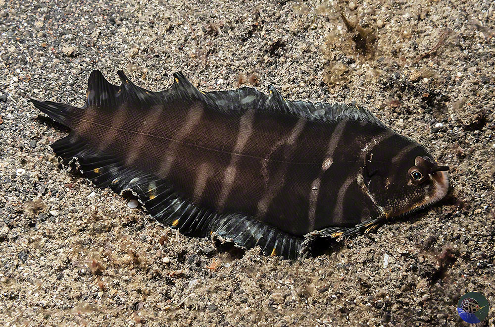 Soleichthys sp.